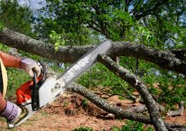 How Our Tree Care Process Works  in  Laurence Harbor, NJ