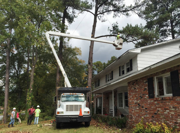 Trusted Laurence Harbor, NJ Tree Removal Services Experts